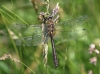 J18_1517 Cordulia aenea male